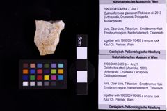 Foto (Objekt + Etiketten) von Culmenformosa glaessneri (Robins et al., 2013) (NHMW-GEO-1990-0041-0489a)